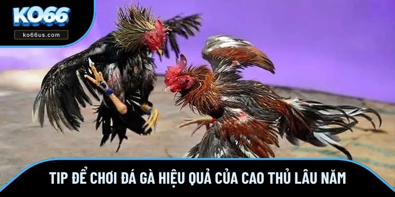 Tip để chơi đá gà hiệu quả của cao thủ lâu năm Tip để chơi đá gà hiệu quả của cao thủ lâu năm