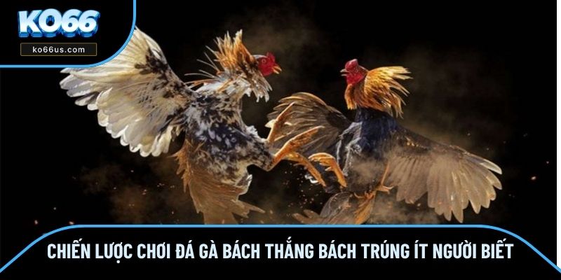 Chiến Lược Chơi Đá Gà Bách Thắng Bách Trúng Ít Người Biết