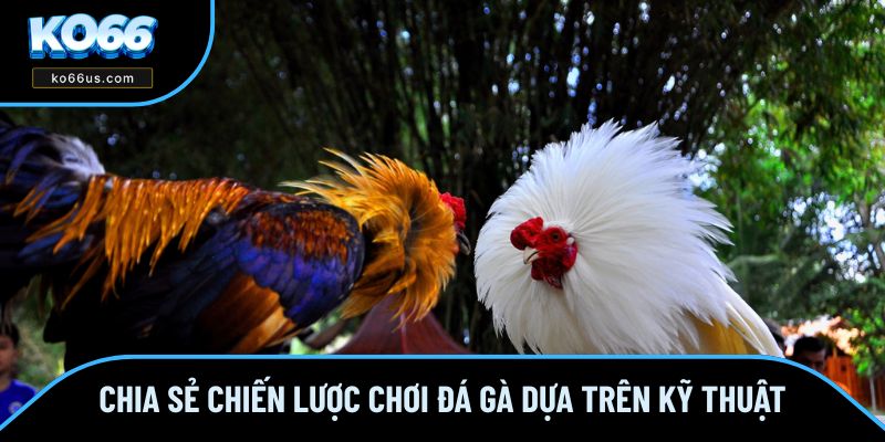 Chia sẻ mẹo chơi đá gà dựa trên kỹ thuật thi đấu Chia sẻ mẹo chơi đá gà dựa trên kỹ thuật thi đấu