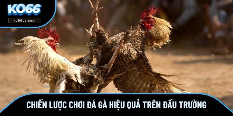 Chiến lược chơi đá gà hiệu quả trên đấu trường Chiến lược chơi đá gà hiệu quả trên đấu trường