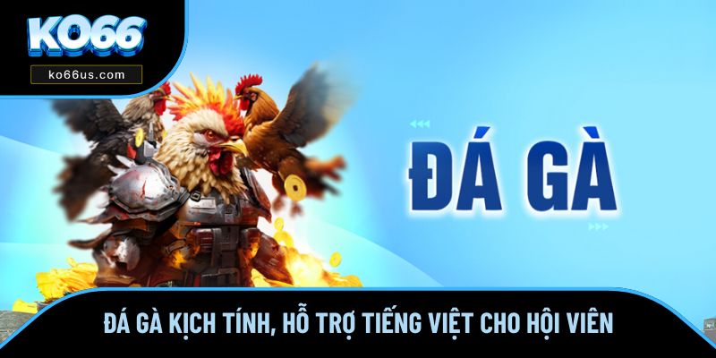 Đá Gà kịch tính, hỗ trợ tiếng Việt cho hội viên KO66 Đá Gà kịch tính, hỗ trợ tiếng Việt cho hội viên KO66